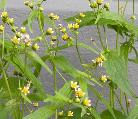 Foto 2: blad en bloeiwijze